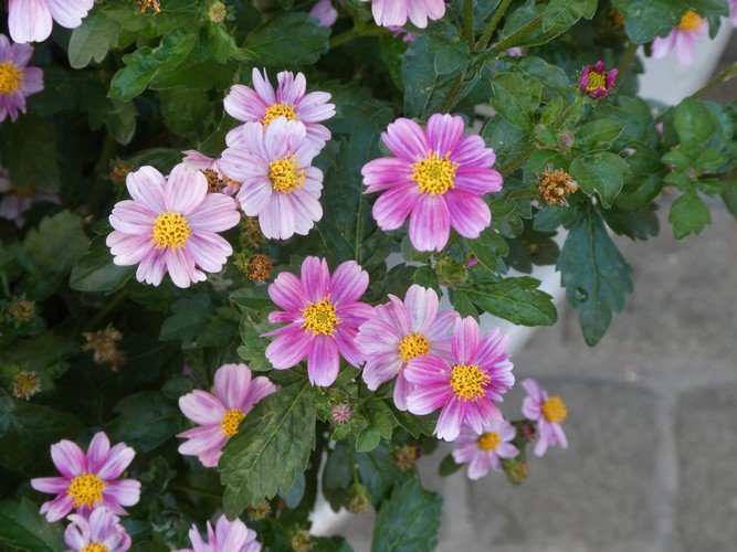 800 km geschafft – jetzt wird gefeiert