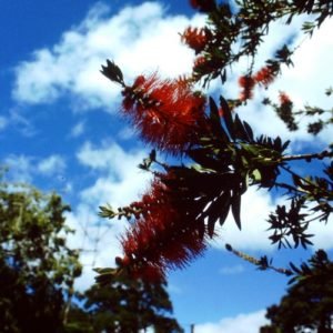 Australische Pflanze, rot, Buschig